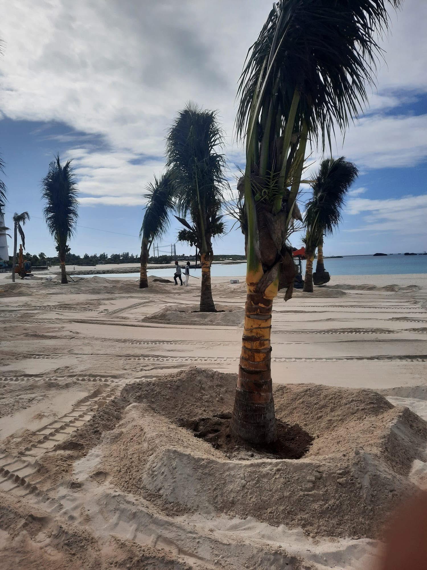 Palm planting & beachscape — Cable Beach